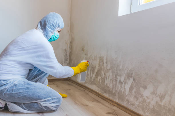 Professional mold removal team in Lisle